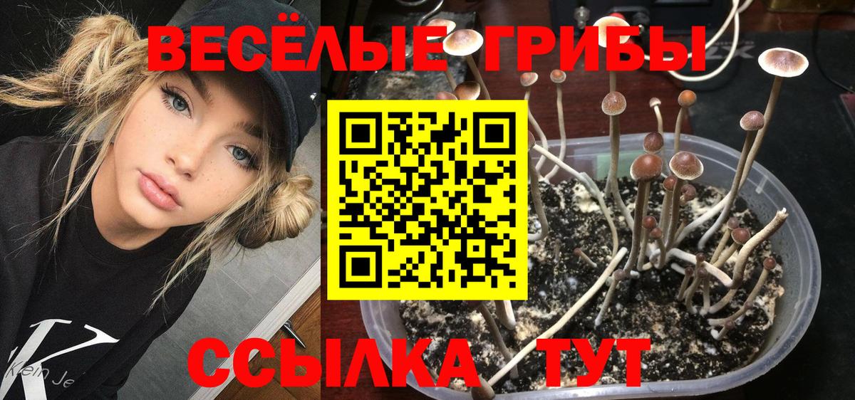 Галлюциногенные грибы Psilocybe  Вход с VPN  Полевской 